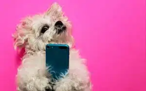 Smart dog using smart phones on pink background.